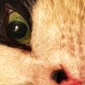 vrf241's profile picture