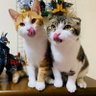 akipapa123's profile picture