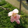 ashune 的头像