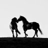 Фото профиля الفارس 🐎