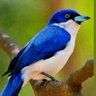 الشمالي الهلالي's profile picture