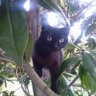 Cecco Angiolieri's profile picture