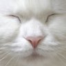 ぽは profil fotoğrafı