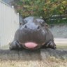 call me hippo's profile picture