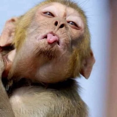 mallucomrade's profile picture