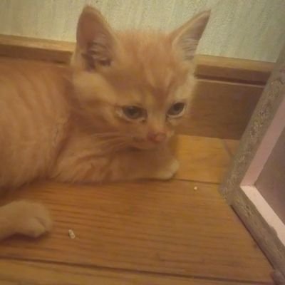 里親募集　かわ　かーさん's profile picture