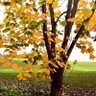 المحارب profil fotoğrafı