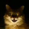 としょんか's profile picture