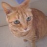 ねこねここねここのねここねこ?'s profile picture
