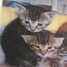 😺🐾こりりん🥑【ネコ飼だけどネコ写真少な目】 profil fotoğrafı