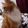 Фото профиля Catt