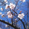 Фото профиля りっこ