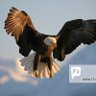 🇪🇬𓂆 ابن مصر 𓂆🇪🇬 (الرادع المصري سابقا) profil fotoğrafı