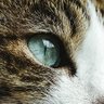 ネコマロ profil fotoğrafı