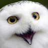 Sovejszon profil fotoğrafı