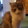Profilbild von CatCatGood