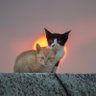 猫の時間 的头像