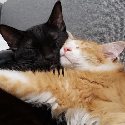 さく&うにฅ( ˙꒳˙ ฅ)のおうち's profile picture