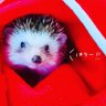 🦔sacchibi🦔🐾's profile picture
