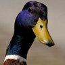 Profilbild von N07_DE