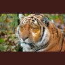 Profilbild von Tigger