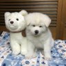 秋田犬　心(まる)'s profile picture