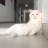 Zoro TheCat profil fotoğrafı