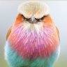 Elone Mast profil fotoğrafı
