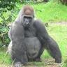 Profilbild von The 600lb Guerrilla