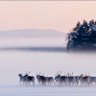 Finland's profile picture