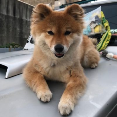 柴犬のちよ's profile picture