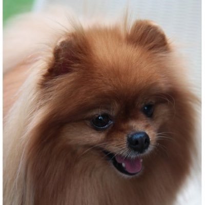 jungjangjomjun's profile picture
