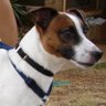 sparky's profile picture