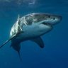 Profilbild von Sharkweek