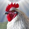 Фото профиля Evil Rooster