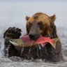 Фото профиля Bear Goes Long