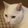 Profilbild von いわん