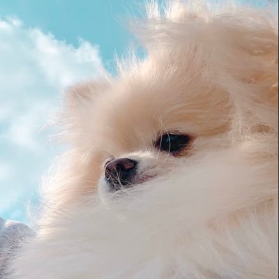 大福ちゃん🐶ポメラニアン's profile picture
