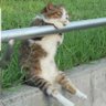 ナオタロウ profil fotoğrafı