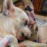 Layersofdogs profil fotoğrafı