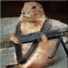 Profilbild von marmota