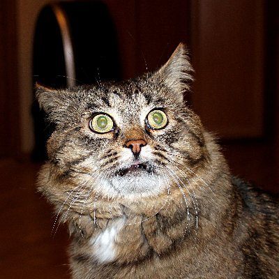 ∁тепан ∏олосов's profile picture