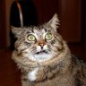 ∁тепан ∏олосов's profile picture