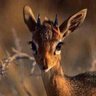 غزاله هانم 🦌 profil fotoğrafı