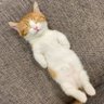 Фото профиля Bigsnorlax