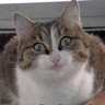 Perla gatto's profile picture