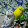 Фото профиля ts🐤🍀