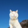 fuchamin's profile picture