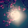 Thảo's profile picture