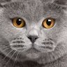 Фото профиля Felix